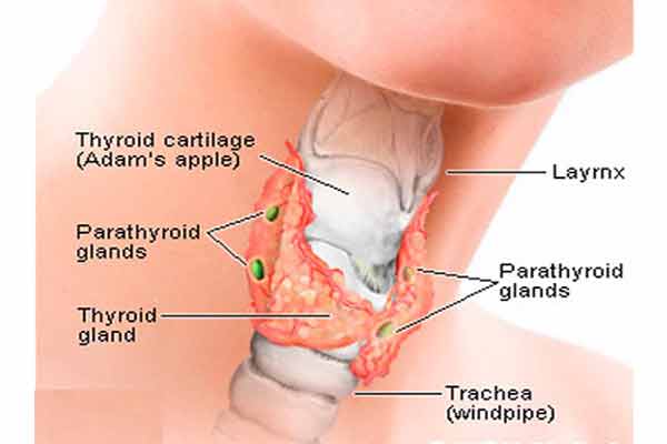 hypothyroidism diagram